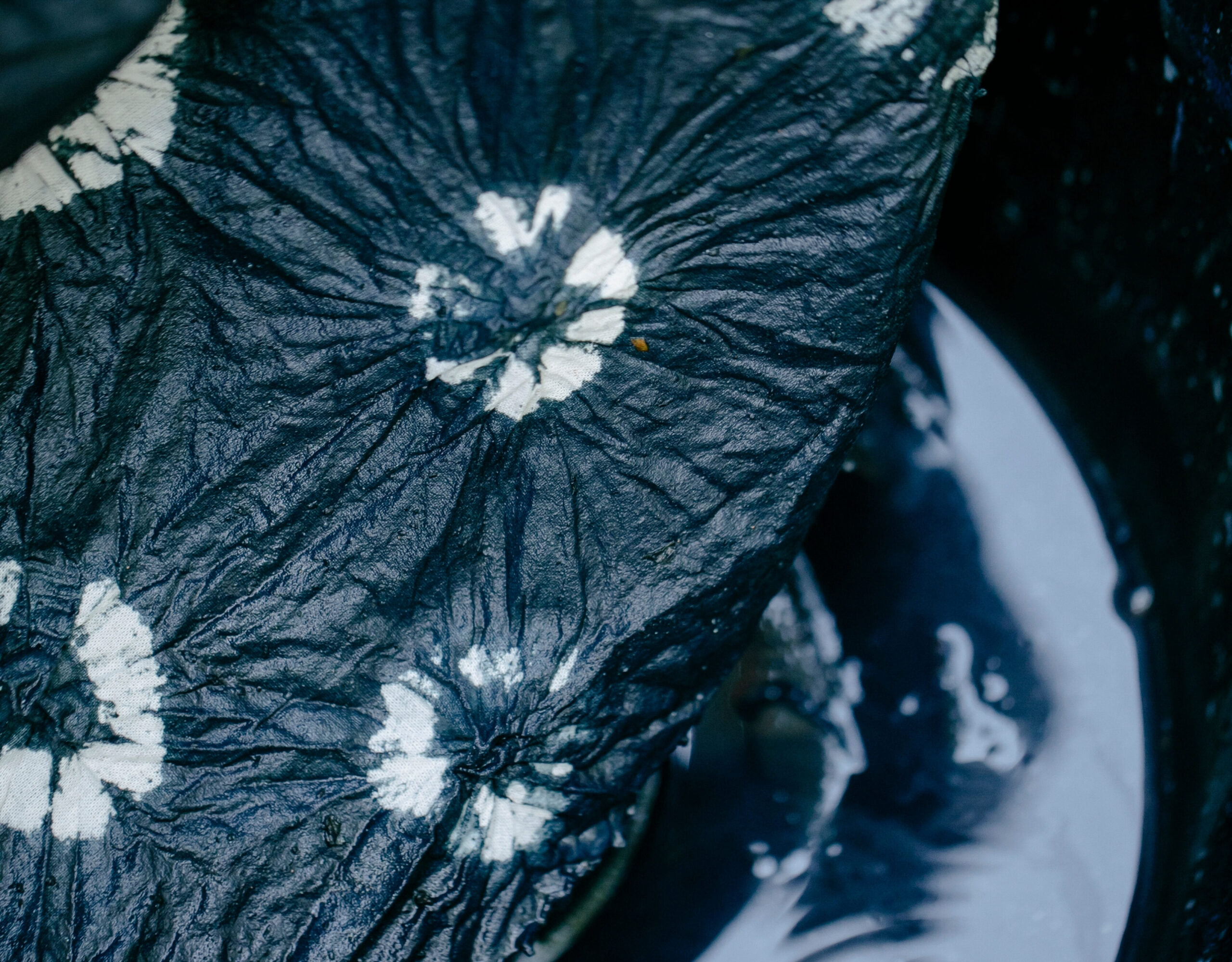 Journey of Exceptional Taste: Natural Dye Textile Workshop